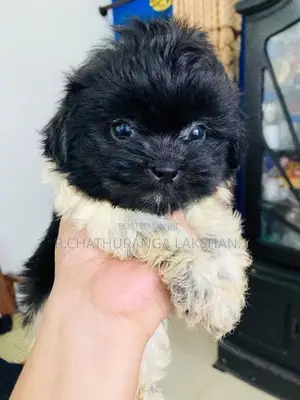 Shih TZU Puppies