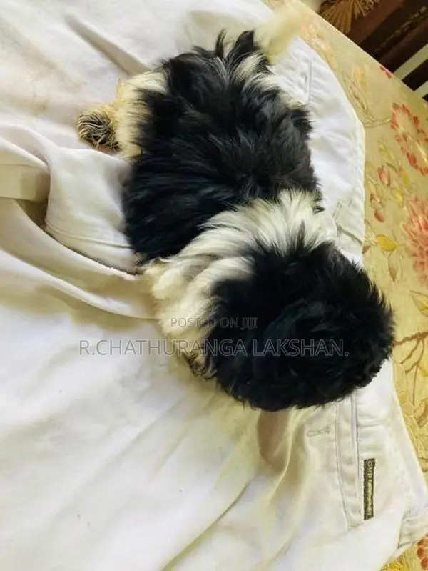 Shih TZU Puppies