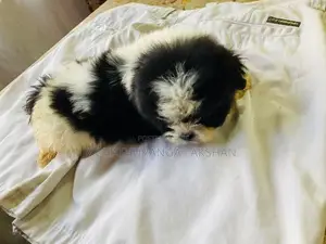 Shih TZU Puppies