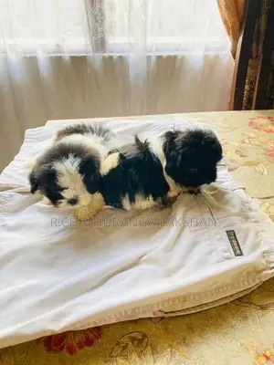 Shih TZU Puppies