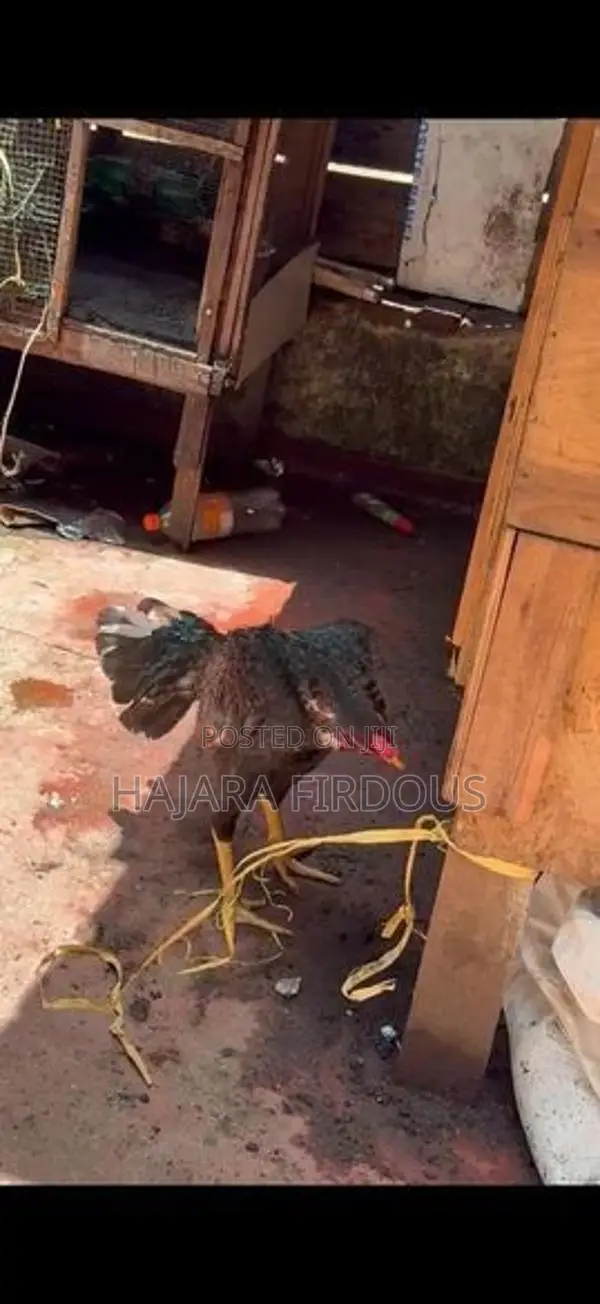 Rooster