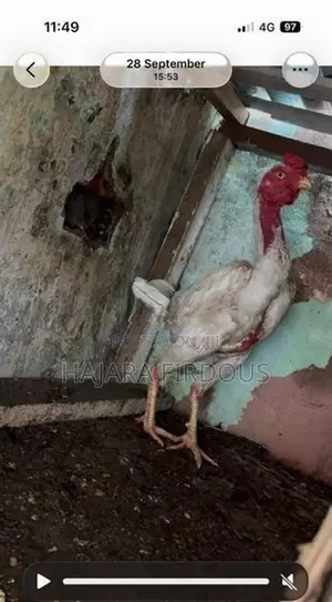 Rooster