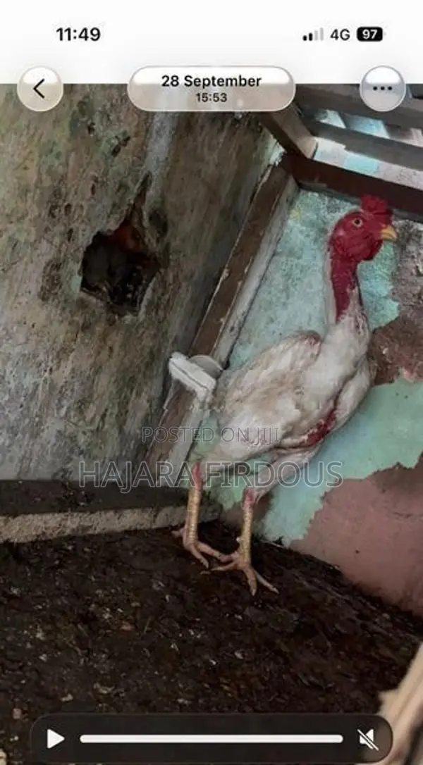 Rooster