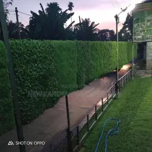 Australian Grass