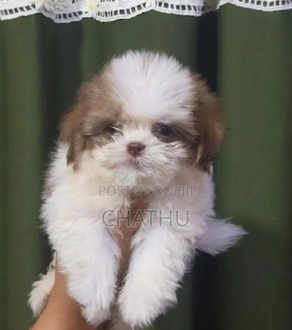 Shitzhu Puppies