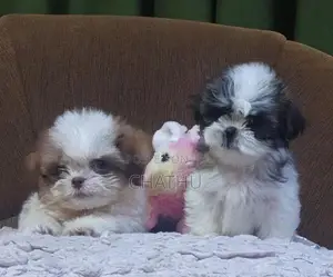 Shitzhu Puppies