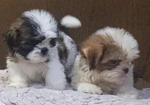 Shitzhu Puppies