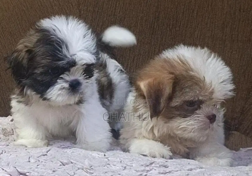 Shitzhu Puppies
