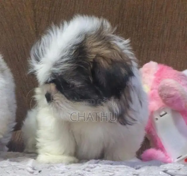Shitzhu Puppies