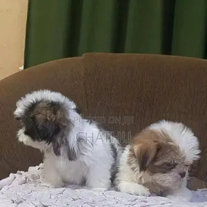 Shitzhu Puppies