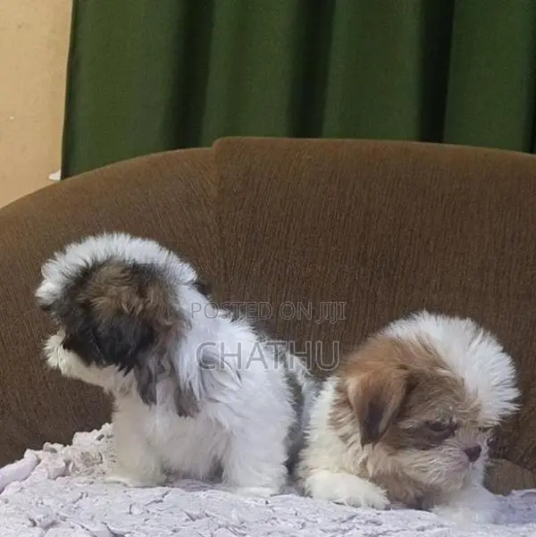 Shitzhu Puppies