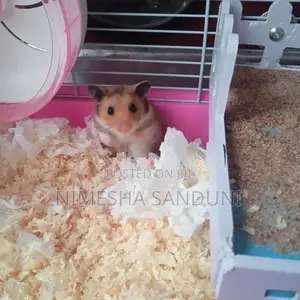 Hamster