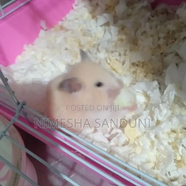 Hamster