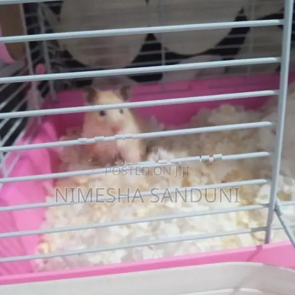 Hamster