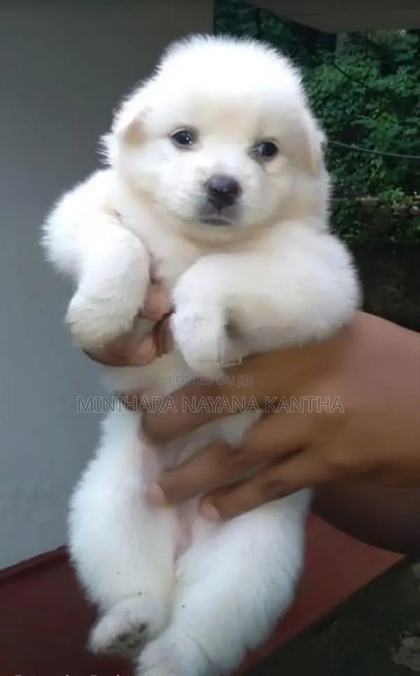 Lion Pomeranian Puppies - Dog