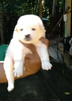 Lion Pomeranian Puppies - Dog