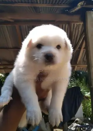 Lion Pomeranian Puppies - Dog