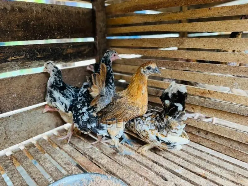 சப்பாத்தி கோழி