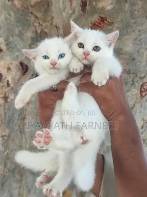 Persian Kittens