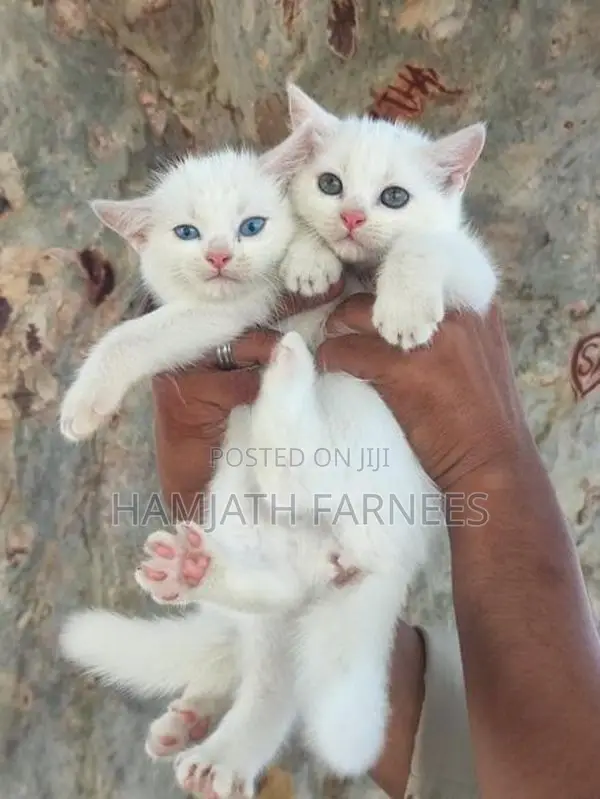 Persian Kittens