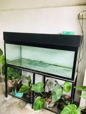 Big Fish Tank