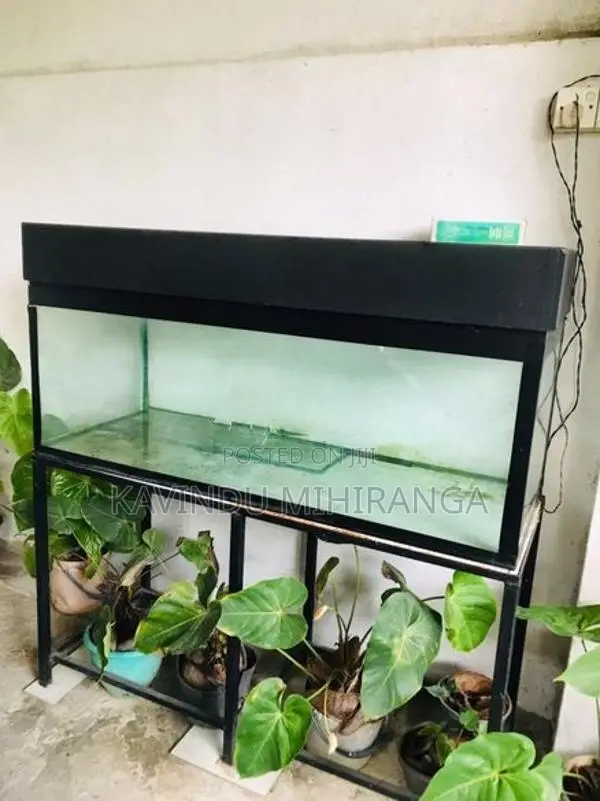 Big Fish Tank