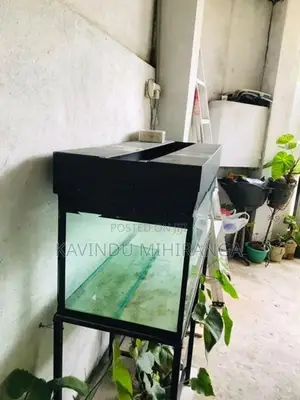 Big Fish Tank