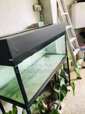 Big Fish Tank