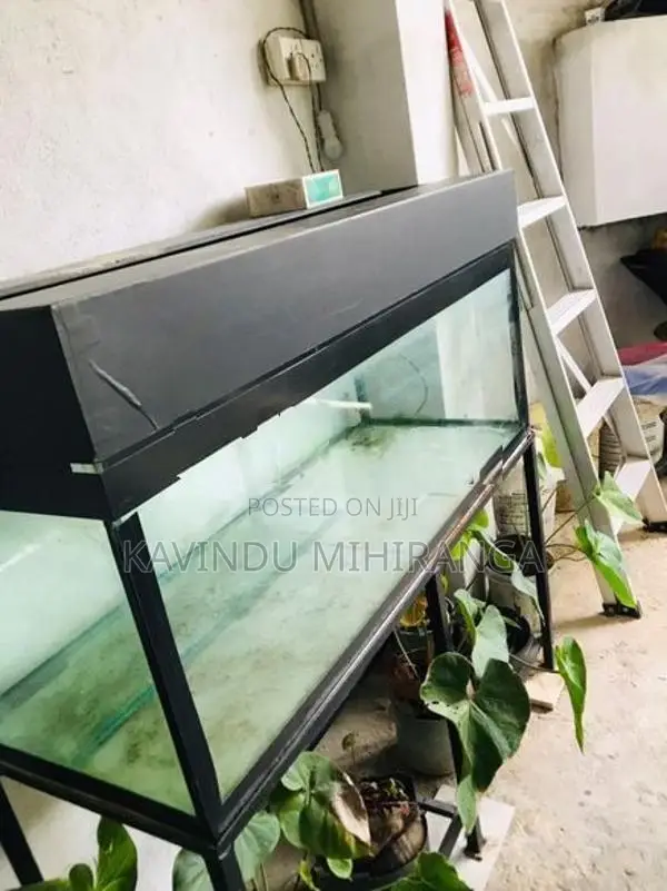 Big Fish Tank