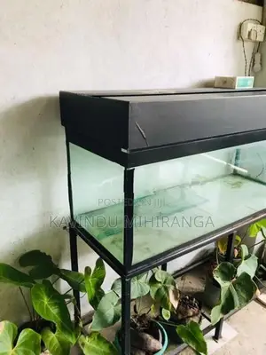 Big Fish Tank