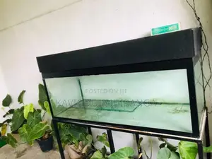 Big Fish Tank