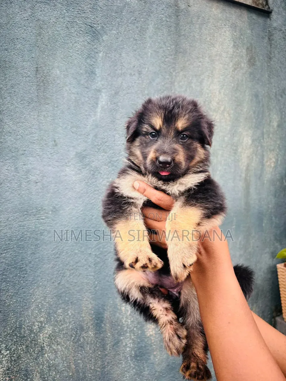 0-1 month Male Purebred German Shepherd
