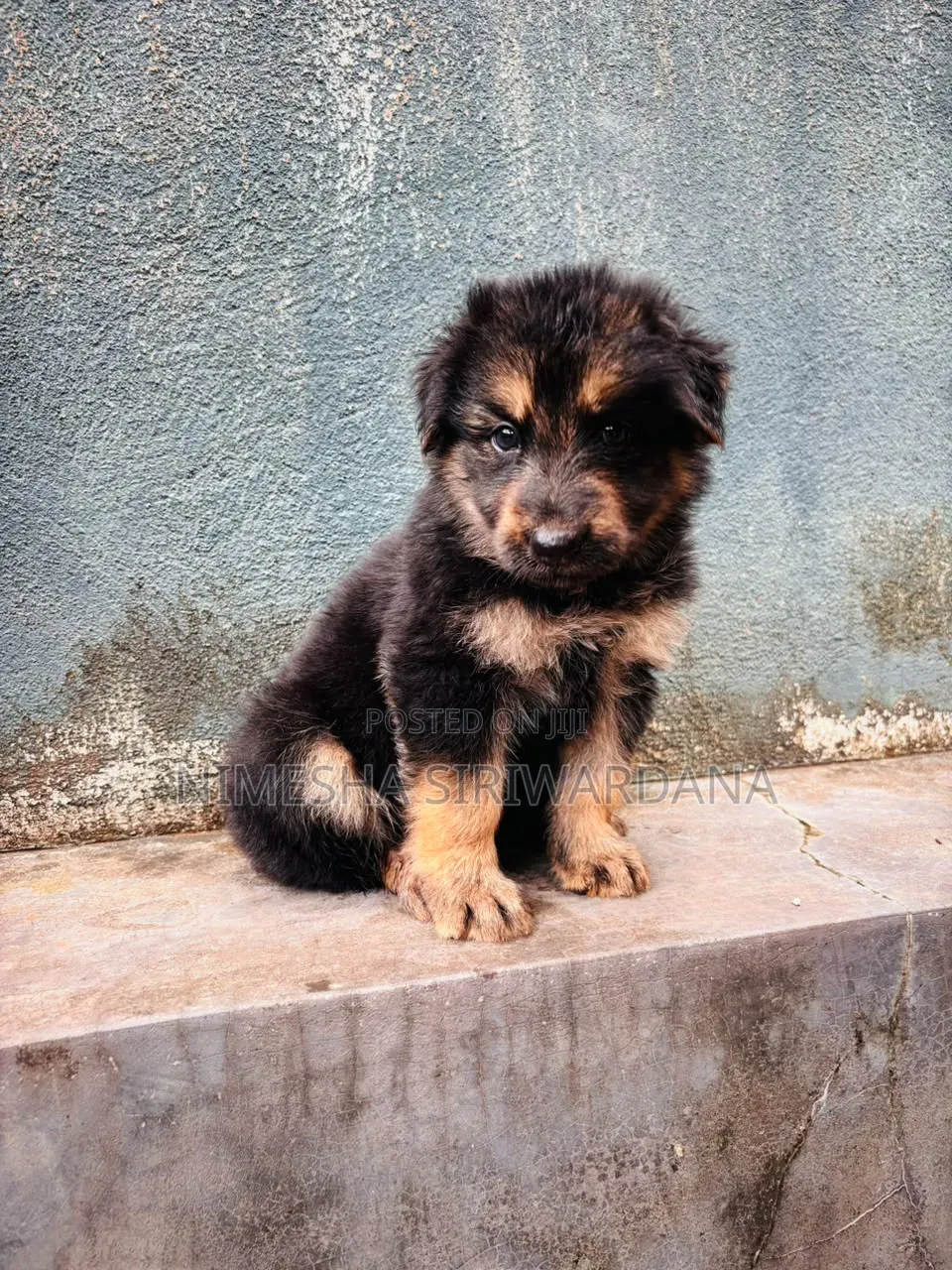 0-1 month Male Purebred German Shepherd
