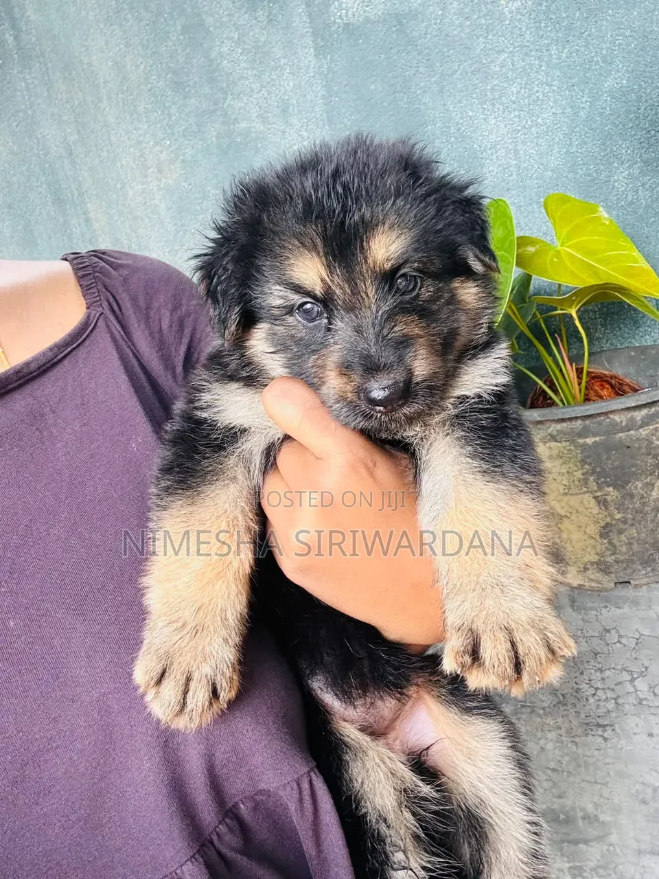 0-1 month Male Purebred German Shepherd