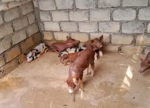 பன்றி குட்டிகள்