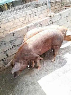 பன்றி குட்டிகள்