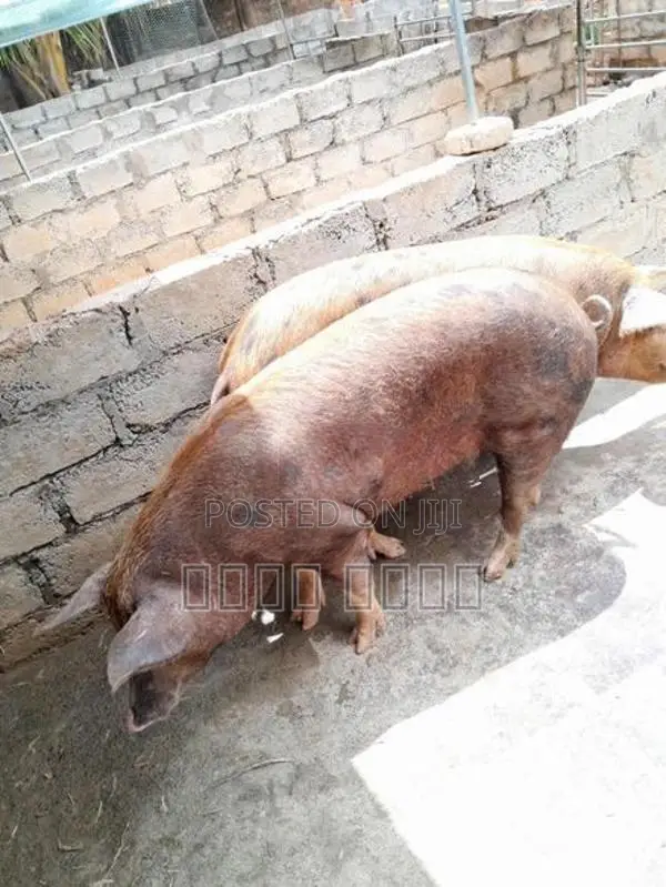 பன்றி குட்டிகள்