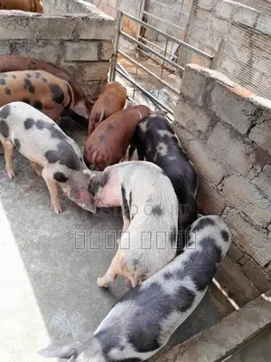 பன்றி குட்டிகள்