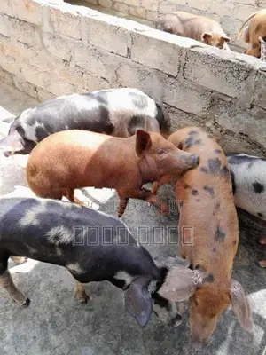 பன்றி குட்டிகள்
