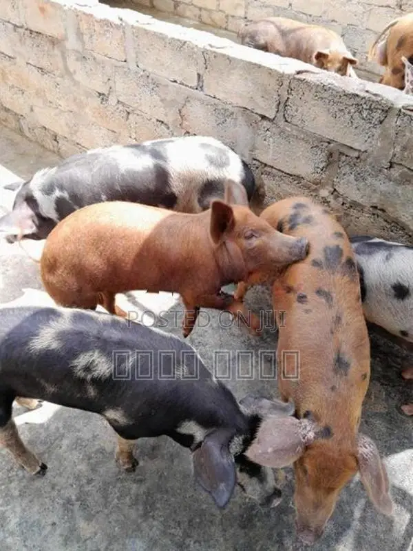 பன்றி குட்டிகள்