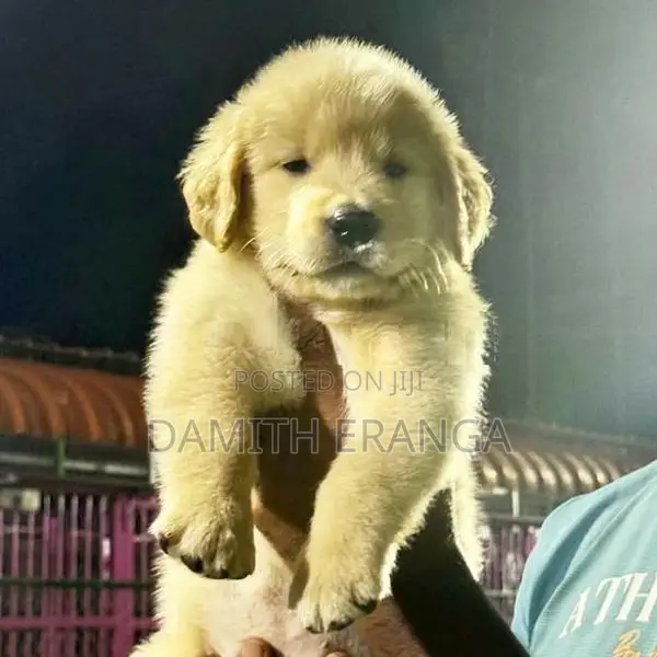 Golden Retriever Puppies - Father Direct Imported