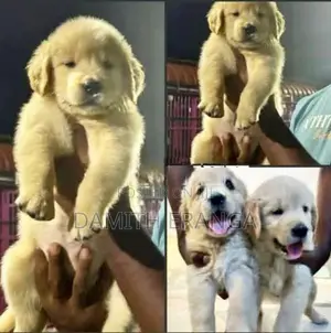 Golden Retriever Puppies - Father Direct Imported