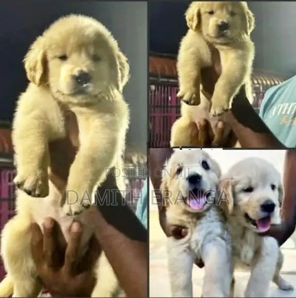 Golden Retriever Puppies - Father Direct Imported