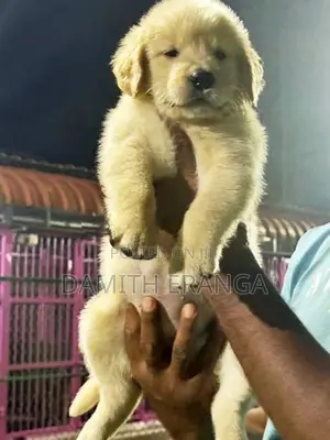 Golden Retriever Puppies - Father Direct Imported