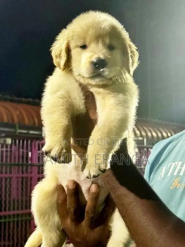 Golden Retriever Puppies - Father Direct Imported