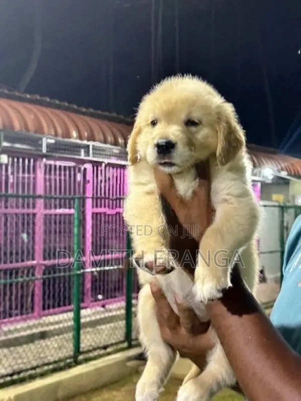 Golden Retriever Puppies - Father Direct Imported