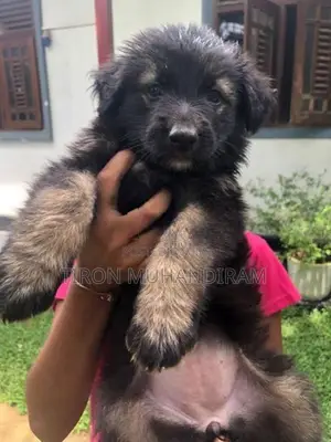 German Shepherd Puppies