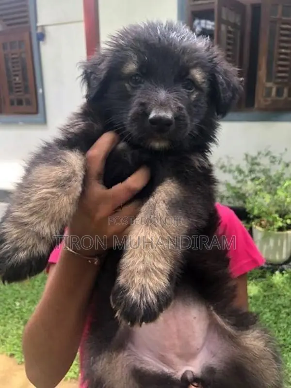 German Shepherd Puppies