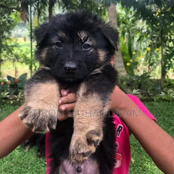 German Shepherd Puppies