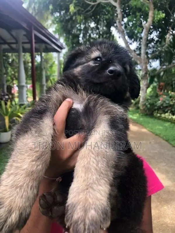 German Shepherd Puppies